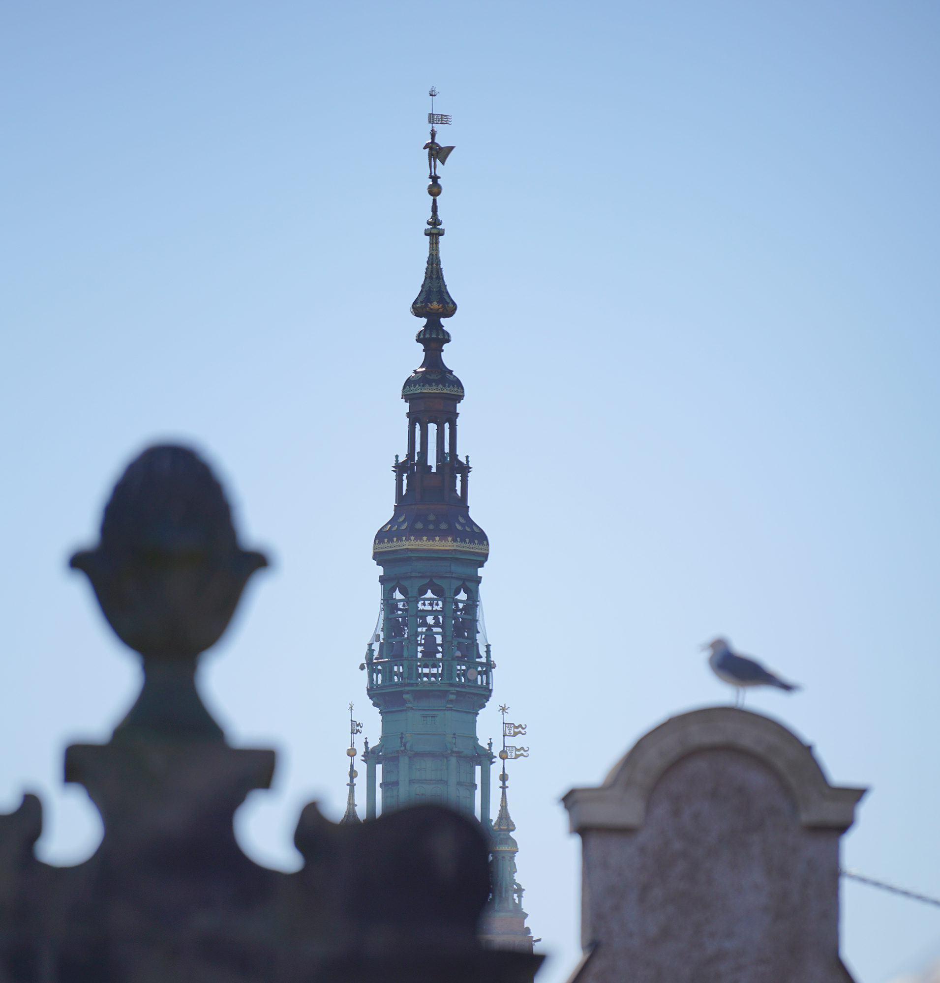Sygnaturka wieży Ratusza. Na pierwszym planie zwieńczenie fasady kamieniczki, na nim siedzi mewa.