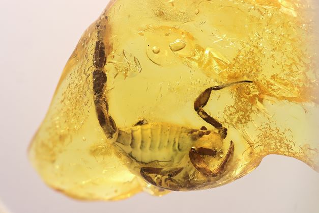 Miodowa, nieregularna bryłka bursztynu. NA dole w bursztynie skorpion z widocznymi elemetami anatomicznymi.
