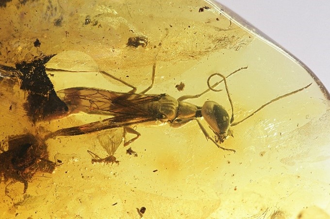 Chwytówka modliszkowata, owad z rodziny Mantispidae – pierwsza dorosła chwytówka znaleziona w bursztynie bałtyckim. 